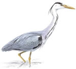 Picture of a grey heron / Llun crychydd glas