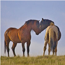 Romantic horses