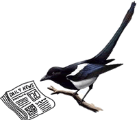 Magpie reading a newspaper