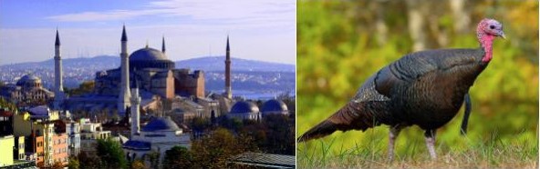 A photo of Istanbul in Turkey, and a turkey
