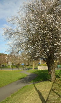 Hints of blossom on a tree