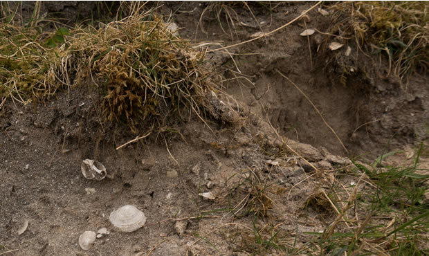 Limpets and other shells on the surface of a shell midden, a Mesolithic rubbish dump and/or ritual site on the island of Oronsay.